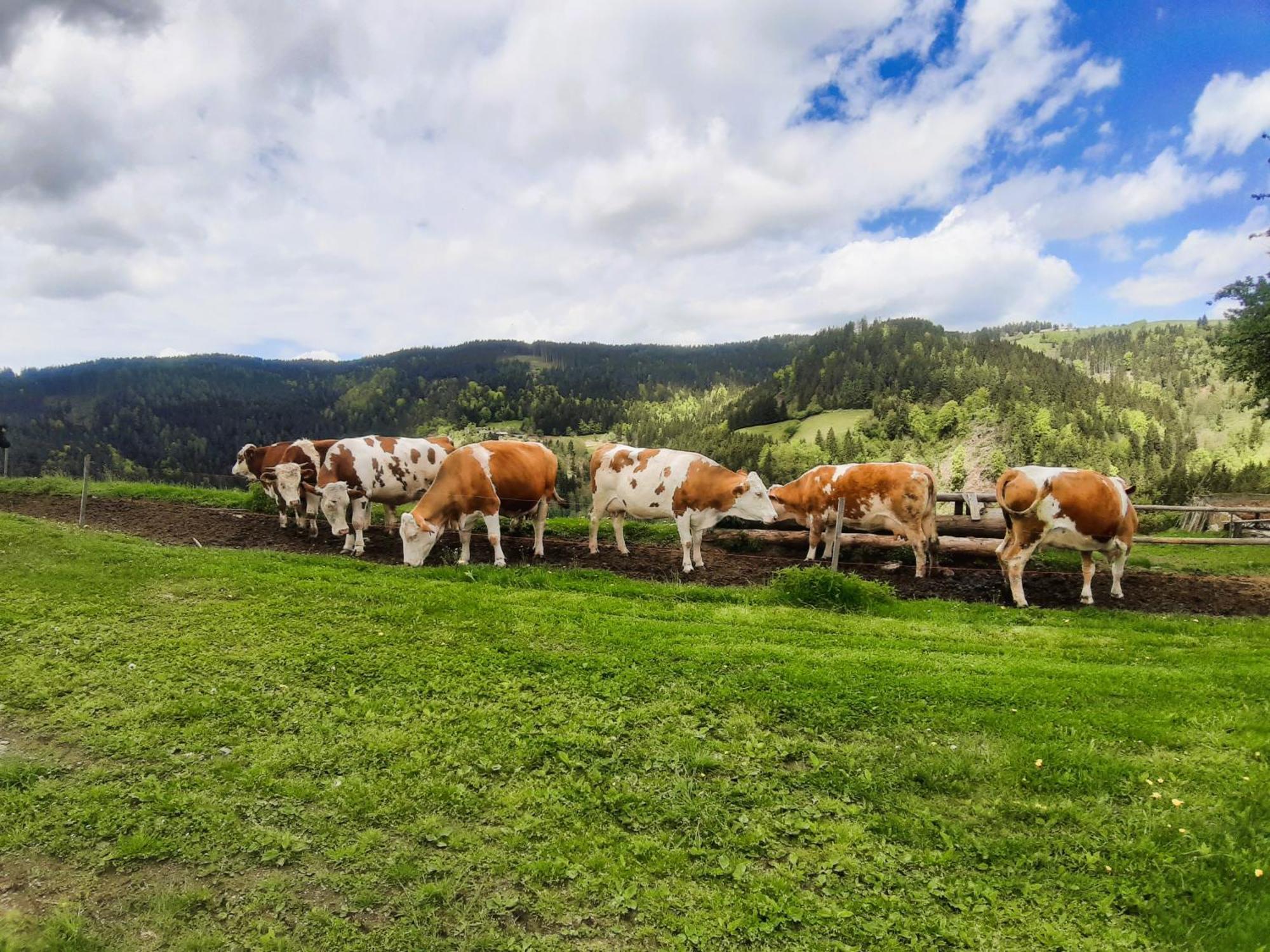 Organic Tourist Farm Gradisnik *