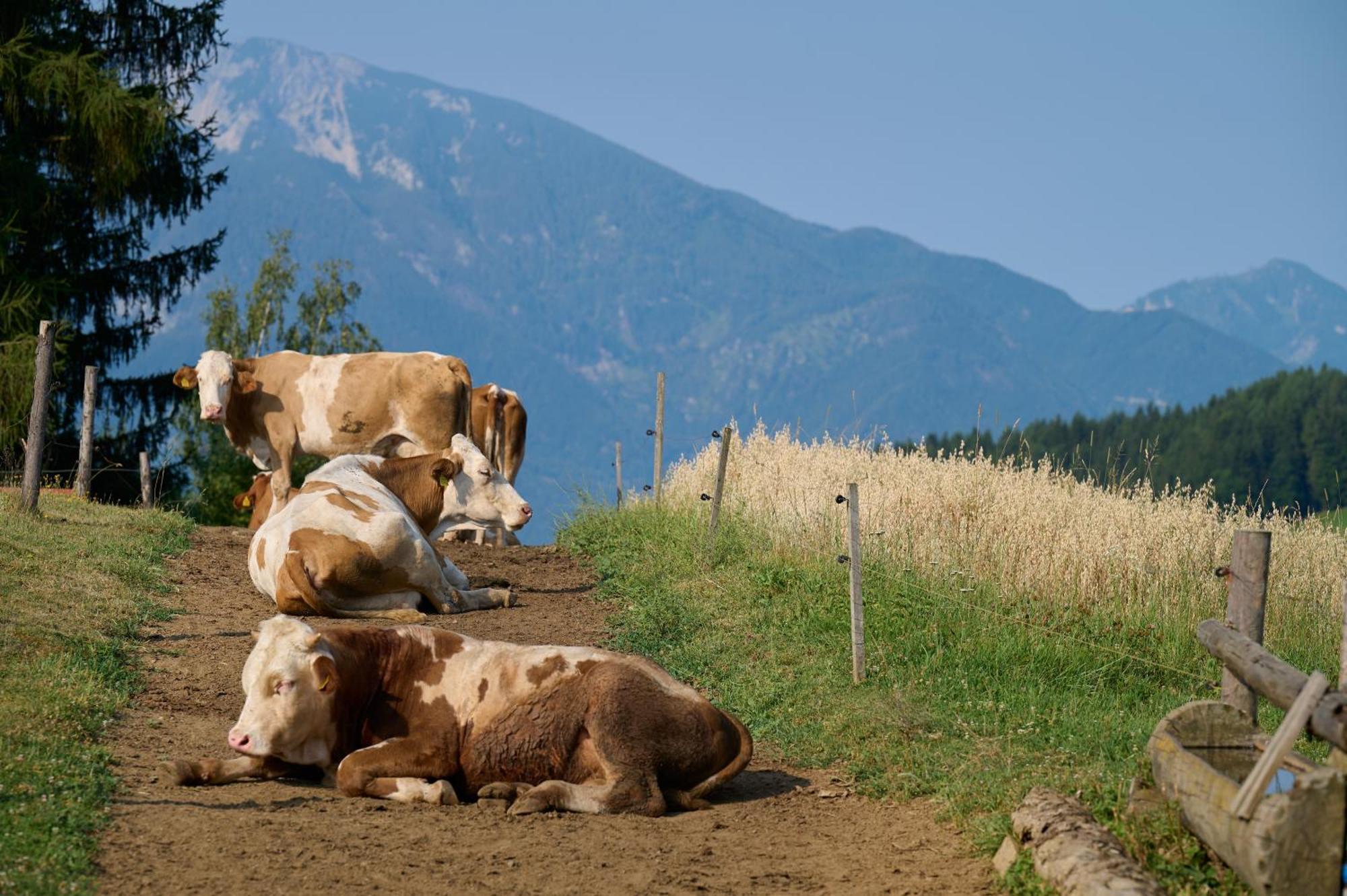 Organic Tourist Farm Gradisnik Prevalje