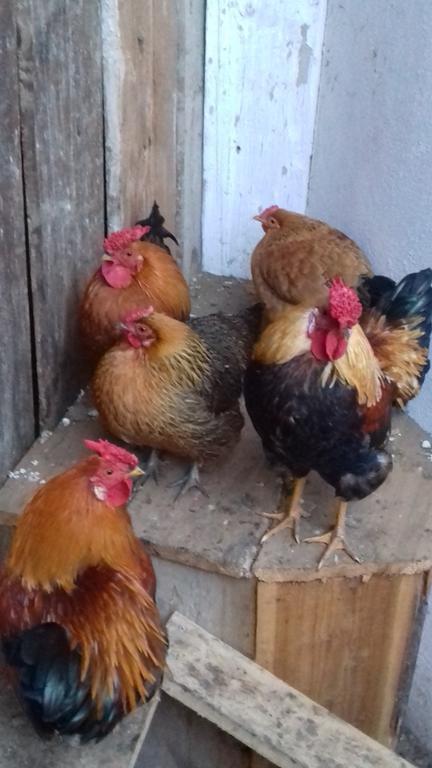 Farm stay Organic Tourist Farm Gradisnik